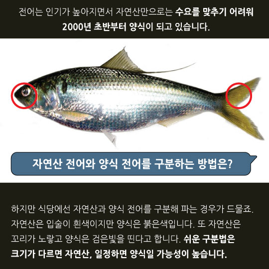 [카드뉴스]며느리 컴백시키는 전어 철이 돌아왔다