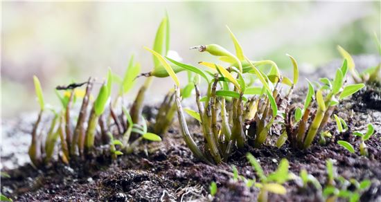 지리산서 멸종위기 야생생물Ⅱ급‘석곡’대규모 자생지 발견