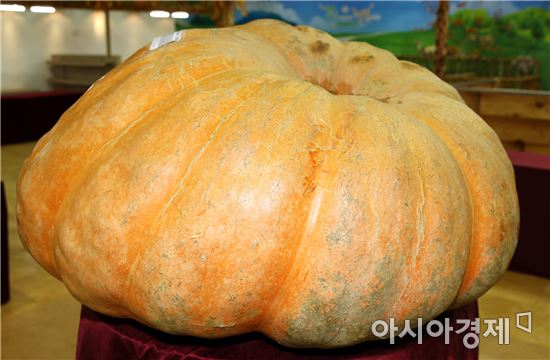 ‘무게만 208kg’, 위풍당당 슈퍼호박