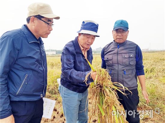 안병호 함평군수, 9개 읍면 수발아 피해현장 살펴