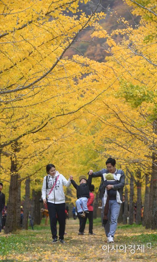 [포토]황금빛 은행잎 사이로 