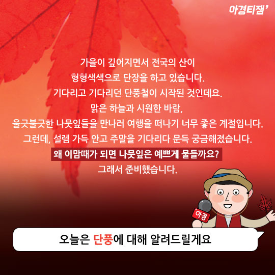 [카드뉴스]가을 나뭇잎은 왜?… 단풍 '예쁜 최후'의 비밀