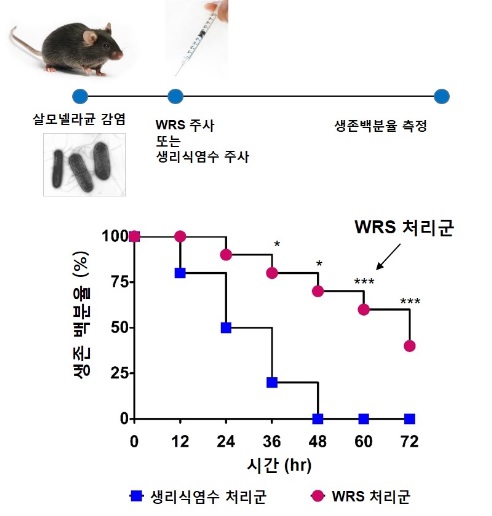 ▲살모넬라를 감염한 생쥐에 WRS를 주입하면 생쥐의 생존이 연장된다.[사진제공=미래부]

