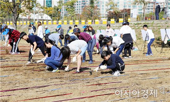 고창군, 서울 한강공원에 청보리 파종 