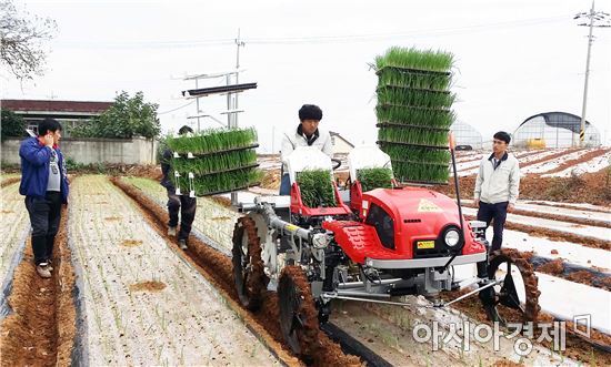 함평군, 양파 기계 정식으로 생산비 걱정 뚝
