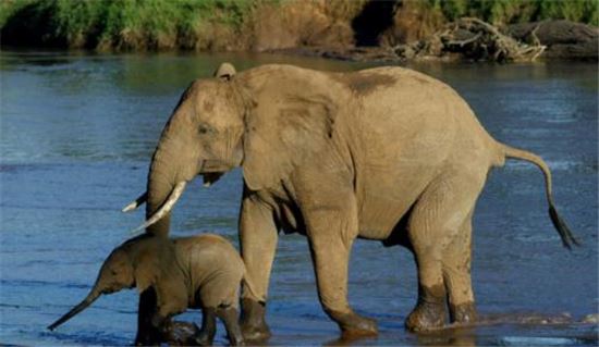 WWF "야생동물 개체수 40년 동안 60% 감소"