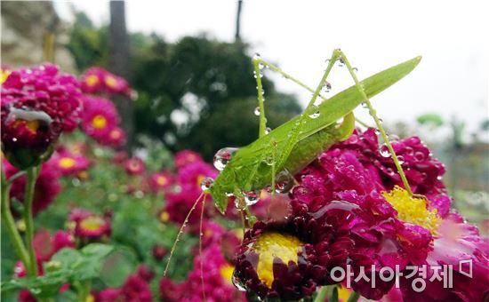 [포토]가을비 국화향기에 취한 '여치'