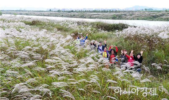 광주 서구, 영산강 서창들녘 ‘억새축제’ 성료