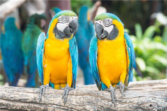 블루옐로우 마카우(Blue-and-Yellow Macaw) 앵무새. 사진은 기사의 특정 내용과 관련 없음. [사진출처=게티이미지뱅크]