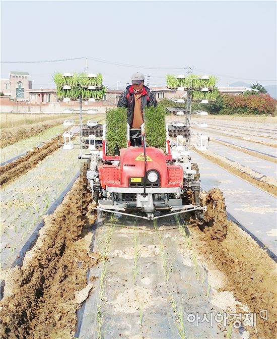 함평군 양파 중만생종 적기 정식 기술지원