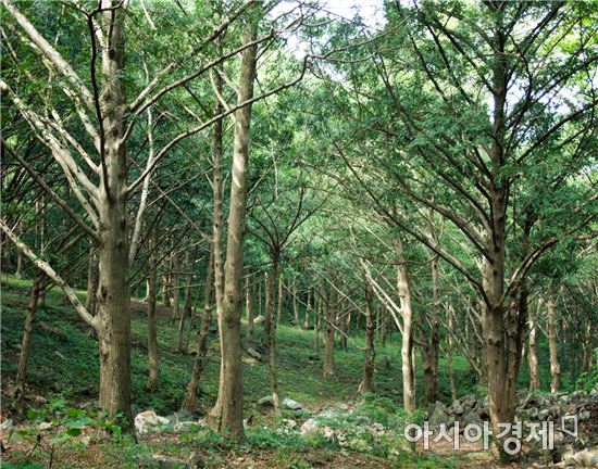 전남 고흥군이 지난 5일 대전 교통문화연수원에서 (사)생명의 숲 국민운동과 유한킴벌리, 산림청이 공동으로 주최한 ‘제16회 아름다운 숲 전국대회’ 시상식에서 금탑사 비자나무숲이 아름다운 숲에 선정돼 공존상을 받았다.