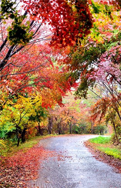 [여행만리]더 깊은 가을을 향한, 붉은 날갯짓