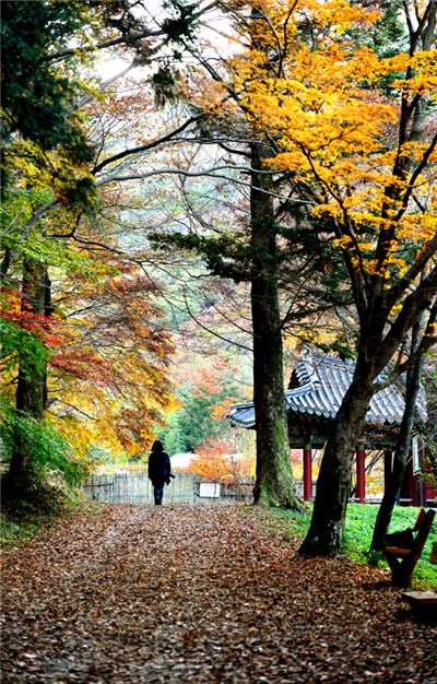 [여행만리]더 깊은 가을을 향한, 붉은 날갯짓
