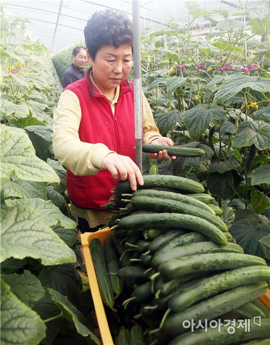 구례 오이, 지리적표시 단체표장 등록