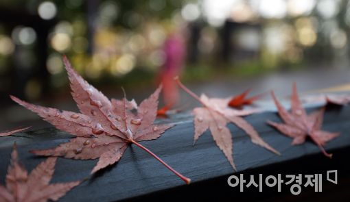 [포토]가을비 머금은 낙엽