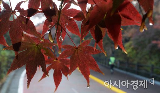 [포토]가을비 품은 붉은 단풍