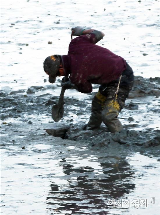 [포토]제철 낙지 잡는 어민