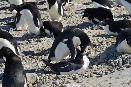 [남극을 읽다]빙하를 씻는 차가운 사막