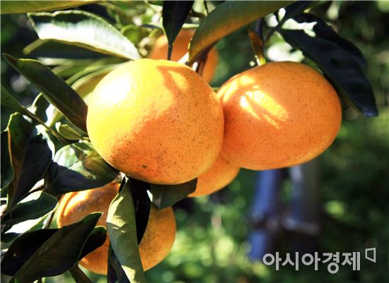 완도자연그대로 소안도 노지감귤 본격 출하