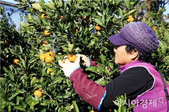 완도자연그대로 소안도 노지감귤 본격 출하