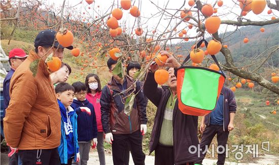 영암군, 대봉감 활용한 각종 체험 “인기 만점”