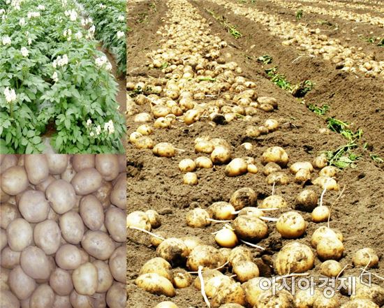 정읍시, “품질 우수한 봄감자 보급 종자 신청하세요!”