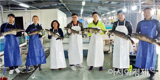 섬진강으로 돌아온 연어 직접 만나보세요