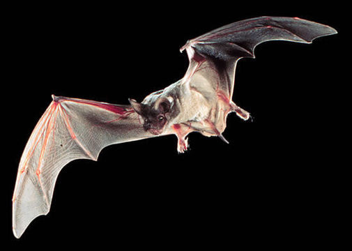 멕시코 자유꼬리박쥐는 시속 160km의 비행속도를 자랑한다. (이미지 = 스테이트심볼유에스에이)