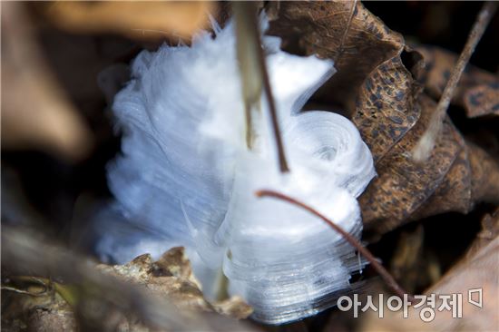 하이원, 운탄고도에서 희귀한 자연현상 '氷花' 관측
