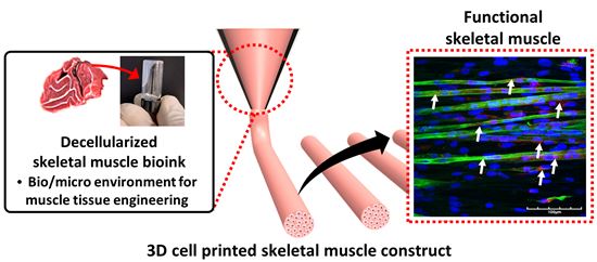 ▲국내 연구팀이 바이오 잉크와 3D 세포 프린팅으로 인공근육을 만들었다.[사진제공=포스텍]