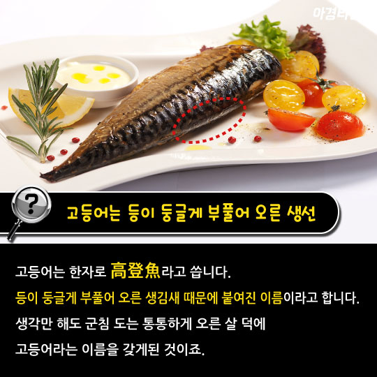 [카드뉴스]사바사바는 고등어고등어?