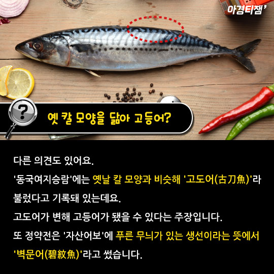 [카드뉴스]사바사바는 고등어고등어?