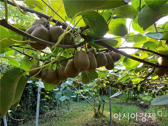 보성군, 2017년 과실전문생산단지 기반조성사업 선정 