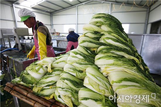 청정해남 절임배추로 김장하세요