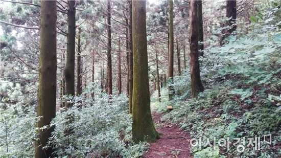 전남 고흥군 나로도(봉래산) 편백숲이 산림청으로부터 국가 산림문화자산으로 지정받았다.