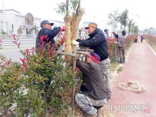 장흥군, 가로수목 겨울나기 준비 ‘한창’