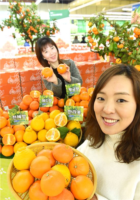 농협하나로마트, 올해 첫 출하 한라봉·천혜향 판매