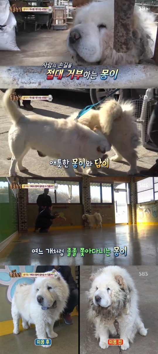 몽이 담이. 사진=SBS '동물농장' 방송 캡쳐