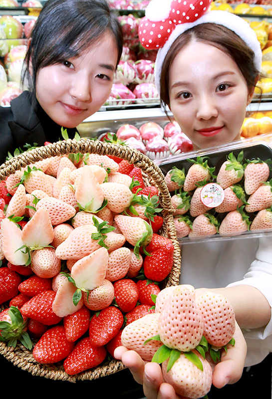 15일 오전 현대백화점 압구정본점 지하 식품매장에서 직원들이 '만년설 딸기'를 선보이고 있다. 