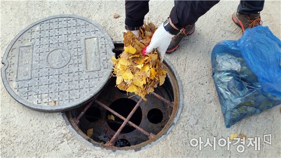 함평군 ‘은행잎 활용 모기유충 방제’시범 실시