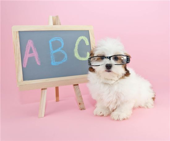 [마리 톡톡]"우리 개는 얼마나 똑똑할까?"…영리한 애완견종 BEST7