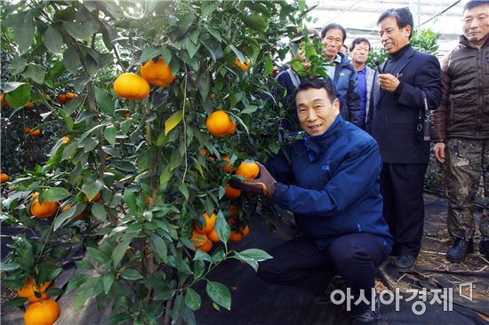 정읍시농업기술센터, 레드향 평가회와 수확 체험 실시