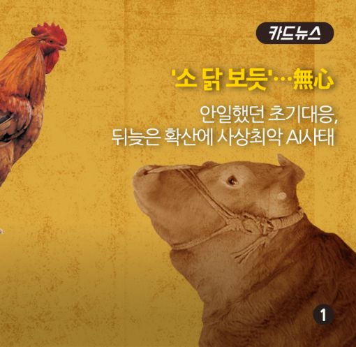 [카드뉴스]소 닭 보듯…한우·양계농가 '동병상련'