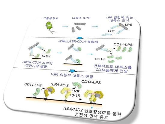 [과학을 읽다]패혈증 극복의 길 열릴까