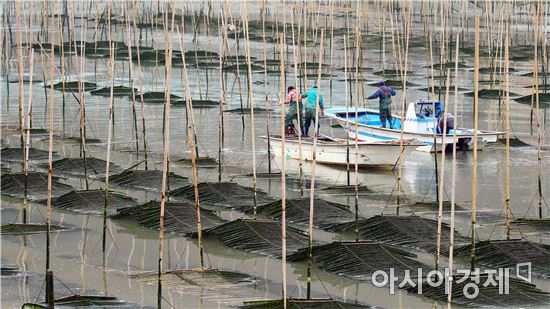 겨울철 별미,완도산 매생이 본격 출하