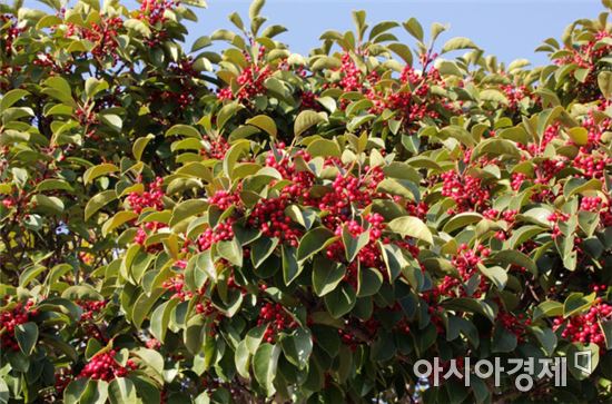 숲 속의 전남 만들기 1월의 나무 '먼나무' 선정