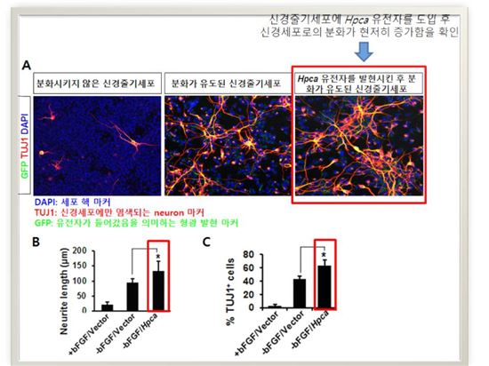 [과학을 읽다]뇌 신호네트워킹 밝혀졌다