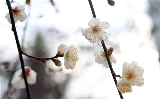 소한 실종사건…남부지방엔 벌써 봄꽃이