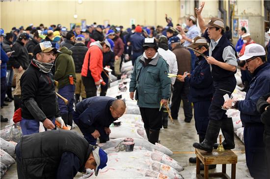 일본 쓰키지 시장에서 열린 경매에서 참가자들이 참치 상태를 살펴보고 있다. [사진출처=EPA연합뉴스]