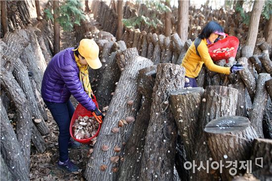 장흥군, ‘산림소득분야’자율사업 신청 접수